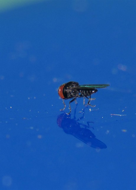 Micro Big-headed fly Pipunculidae under night light Mandalay rainforest Airlie Beach P1400576