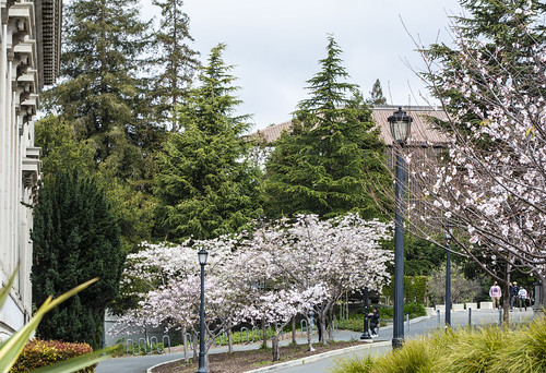 Campus Spring