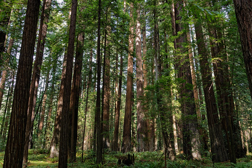 It’s Almost Like Being on the Forest Moon of Endor by thor_mark , While walking around the Mahan Plaque area of Humboldt Redwoods State Park with a view looking to th
