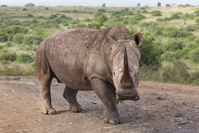impressive stature of the white rhino, Nairobi N.P., Kenya