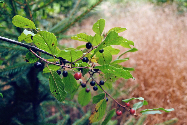 red and black berries