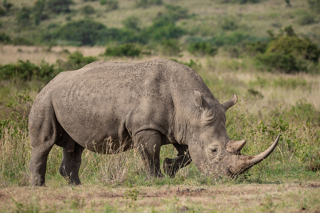 meet the rhinos in Nairobi National Park, Kenya