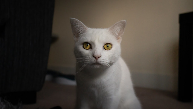 The White Cat #2