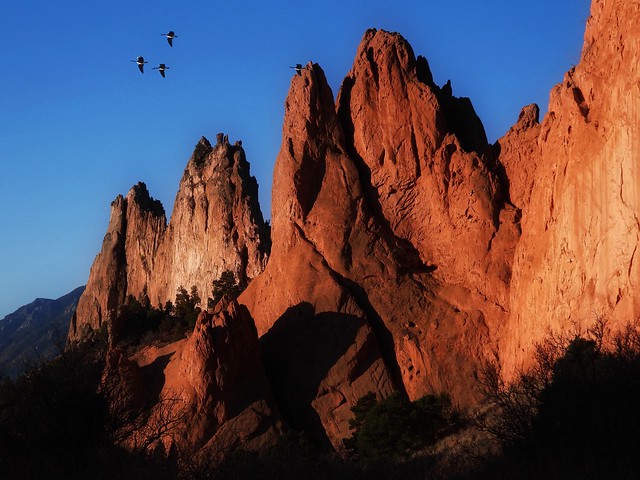 The Geese of Garden of The Gods