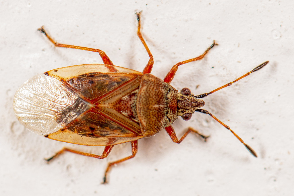 Birch Catkin Bug (Kleidocerys resedae)