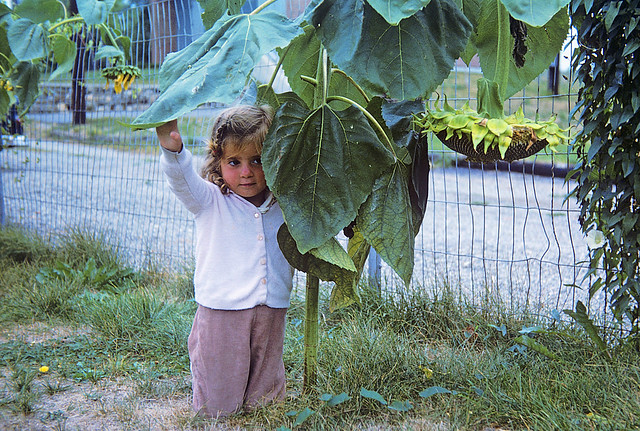 This photo of my sister by a giant sunflower along the fence to our yard has always been a mystery to me. Where are her feet? If she was kneeling, then they would be visible behind her. Any ideas? Milford Connecticut. Aug 1965