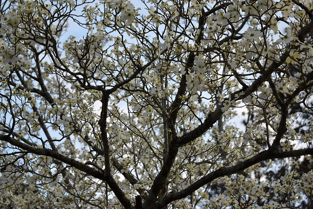 Blossoming Dogwood Tree.