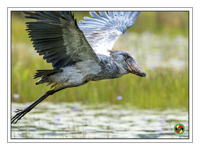 Shoebill Stork - Balaeniceps Rex
