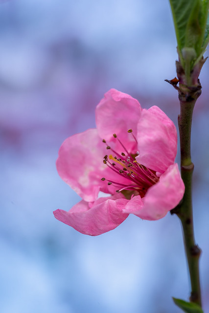 Spring pink