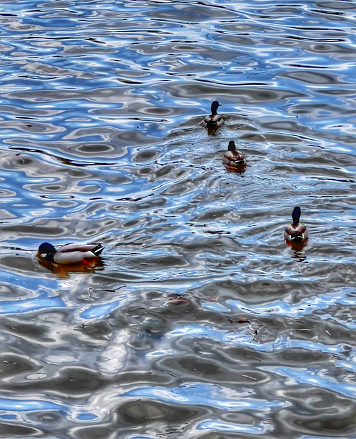 Ducks riding the Potomac river waves.at the Georgetown Waterfront .