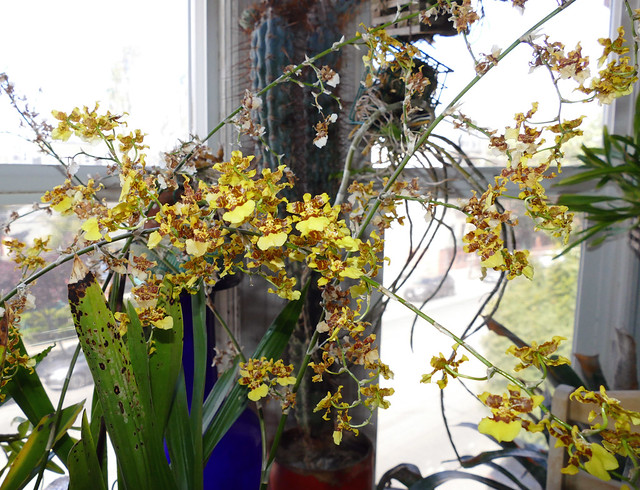 Oncidium sphacelatum species orchid