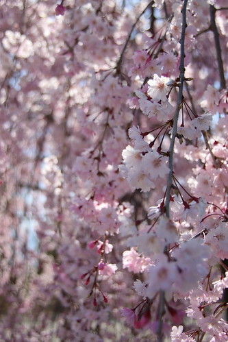 笛吹川フルーツ公園の枝垂れ桜
