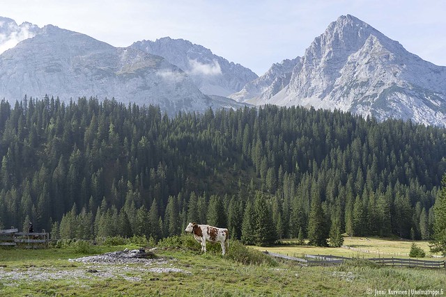 Lehmä vuoristomaisemassa Ehrwaldissa