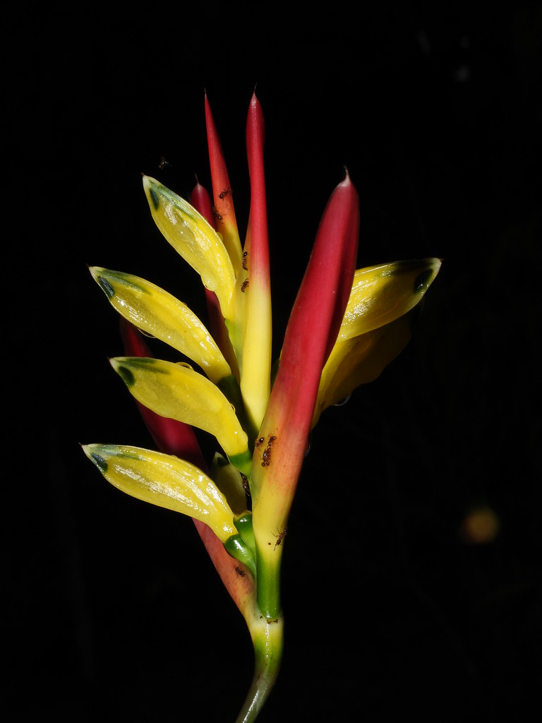 Heliconia vaginalis Benth. "Platanilla"