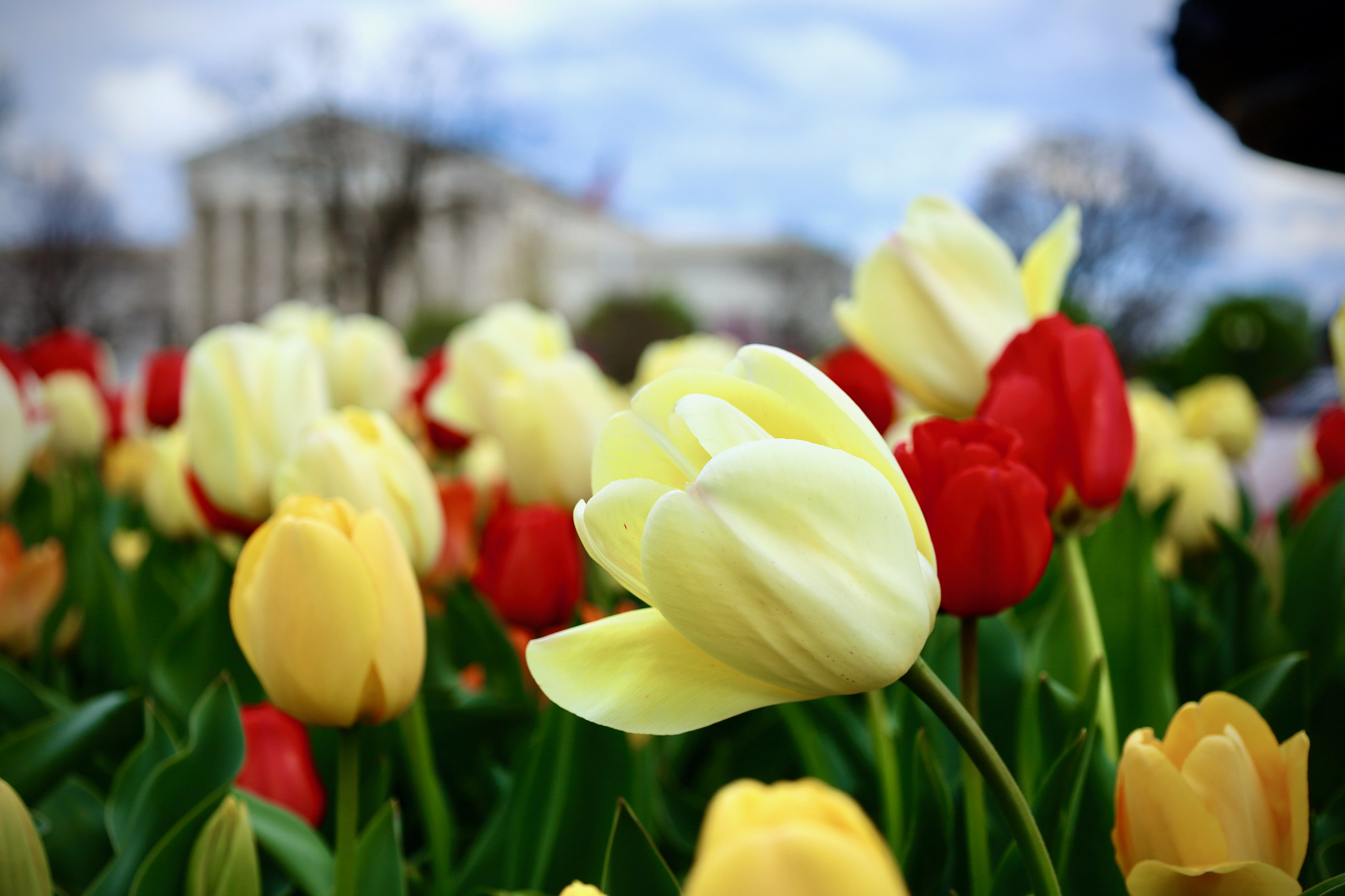 tulips with the Supreme Court in the background