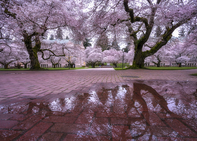 UW Cherry Blossoms Morning Reflections