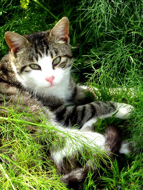 Cat and grass