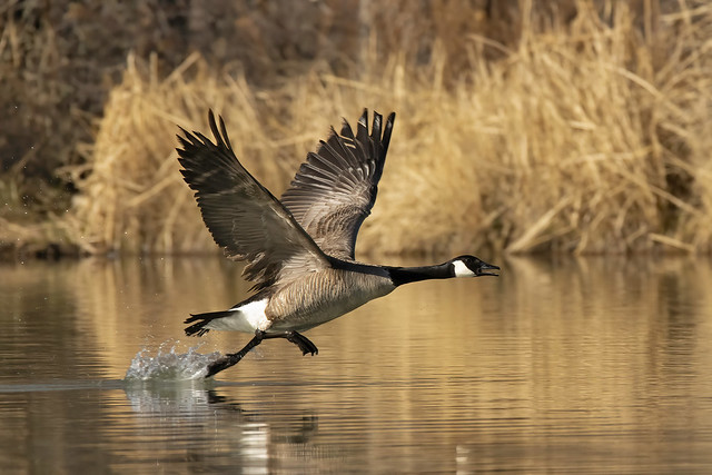 Goose Taking Off