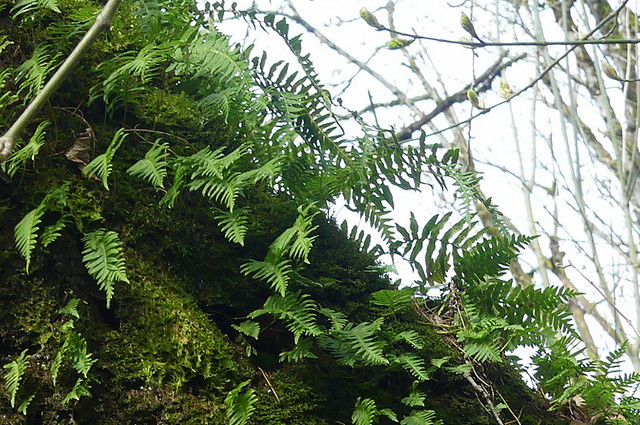MOSS AND FERNS IN THE LIGHT.   WETLAND FOREST,  NEAR ABBOTSFORD,  BC.