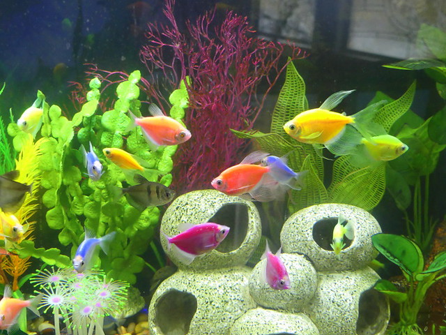 _ MY DNA'D FISHIES.   55 GALLON AQUARIUM FISH TANK.  I HAVE ABOUT 40 FISH,  20 NEON TETRAS AND 20 'GLO FISH'.  BOTH SPECIES 'SCHOOL'.  THE GLO FISH GOT THEIR COLOR ABOUT TEN GENERATIONS AGO BY MIXING THEIR  DNA WITH COLORFUL JELLYFISH'S DNA.