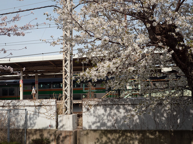 桜と駅