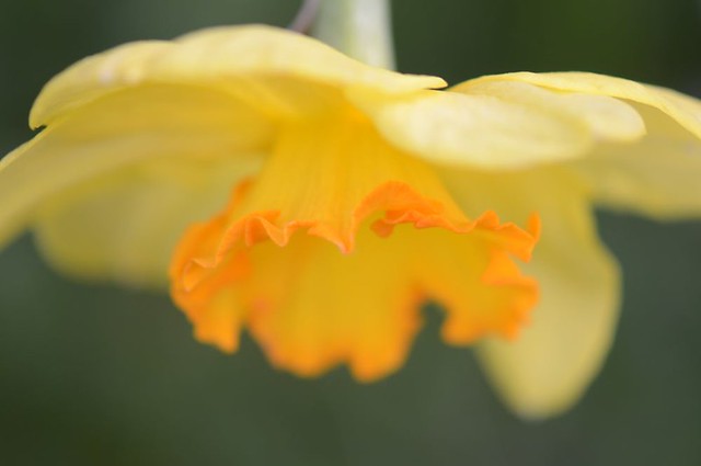Osterglocke - Daffodil
