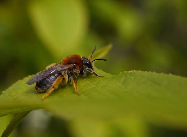 Wald-Sandbiene / Wald-Lockensandbiene (fem.) . Andrena fucata .  Painted Mining-Bee . Gewone rozenzandbij