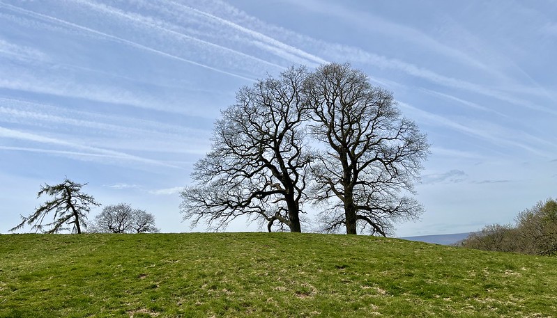 Some trees silhouetted against a blue sky on a grassy hill