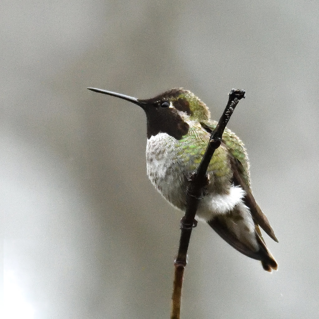 colibri d'Anna - Anna's Hummingbird m. | CANADA Colombie Bri… | Flickr