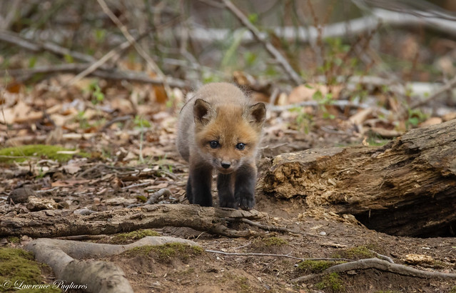 Red fox kit - Staten Island, New York