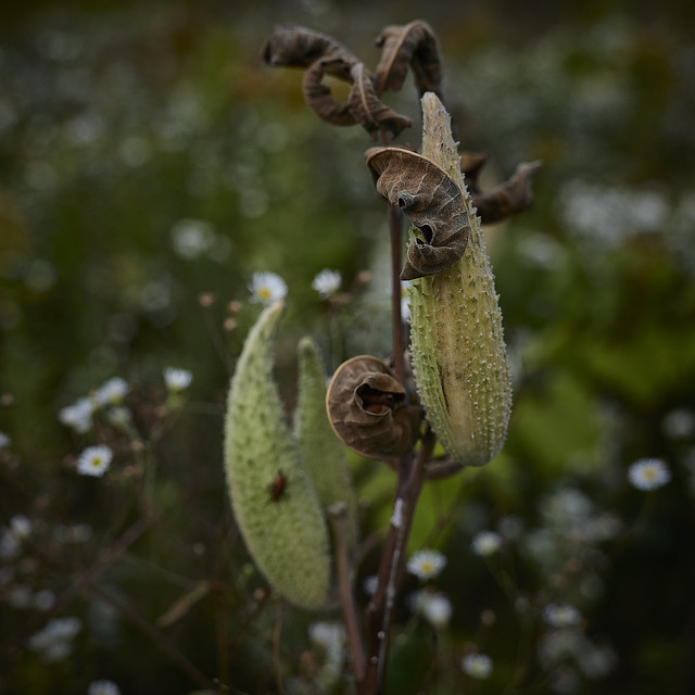 milkweed, 9-24-21