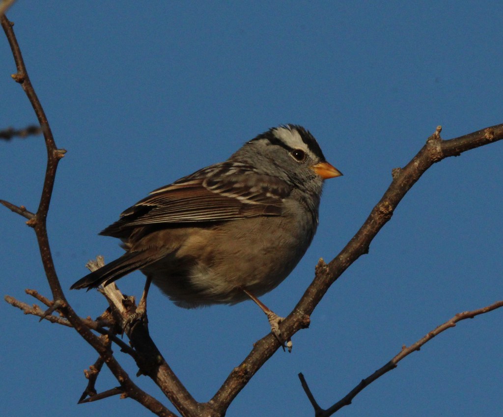 White Crowned Sparrow  S Llano River State park 4-22