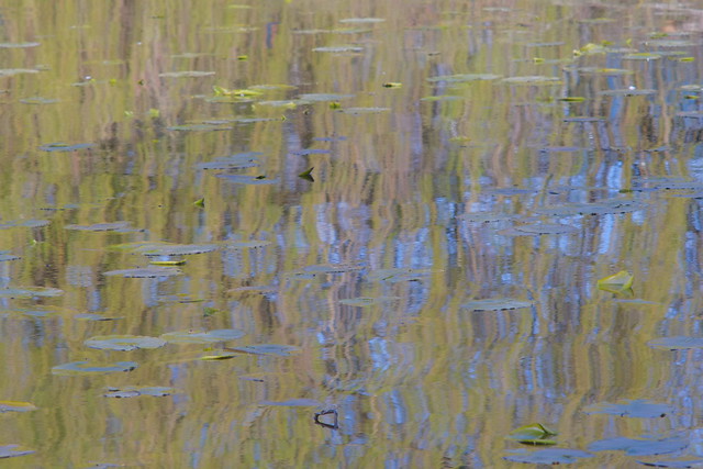 Willows and water-lilies reflections FUJI5924