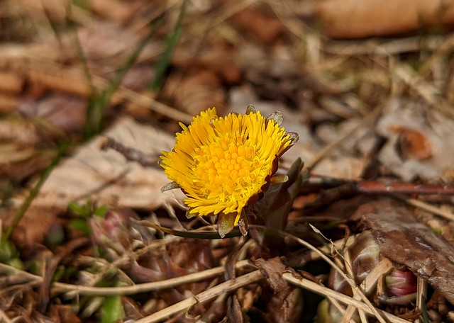 Coltsfoot Flower