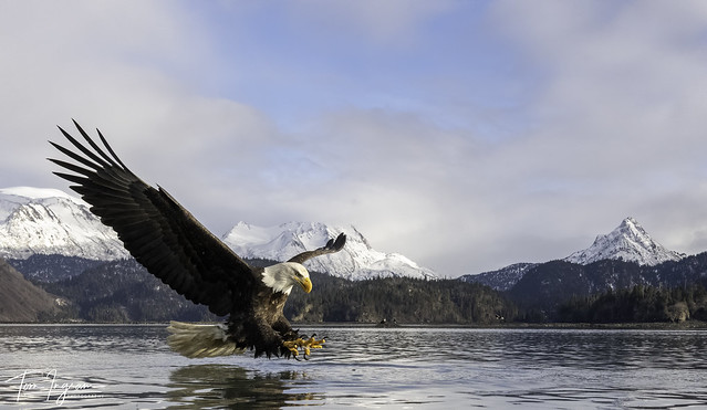 Bald Eagle with Kachemak Bay State Park in background