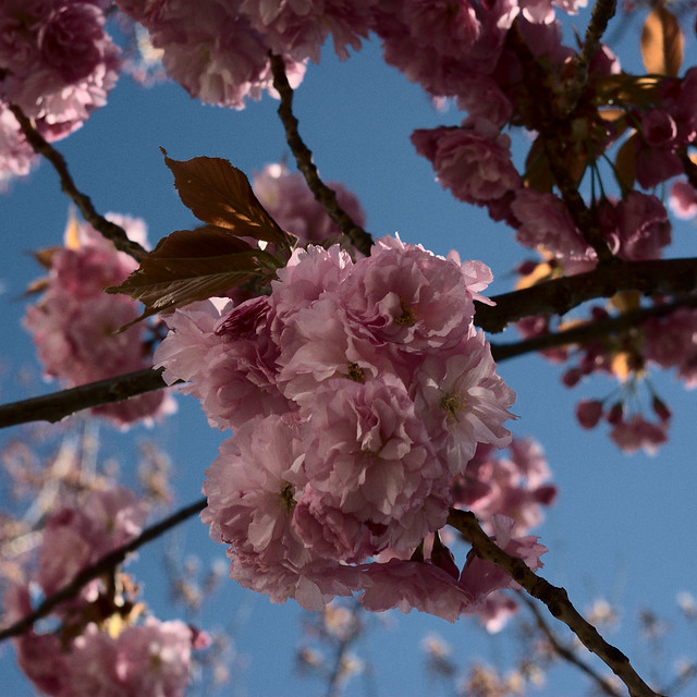 Flowering cherry tree (Sakura)