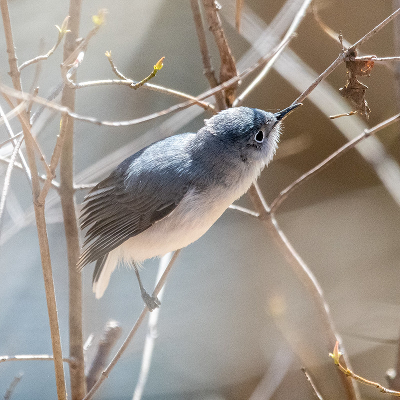 blue-gray-gnatcatcher-8792