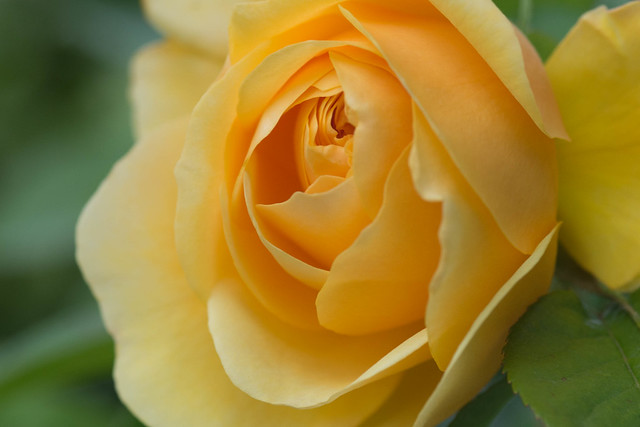 Rose: Yellow Charles Austin