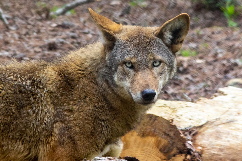 Close up on red wolf face