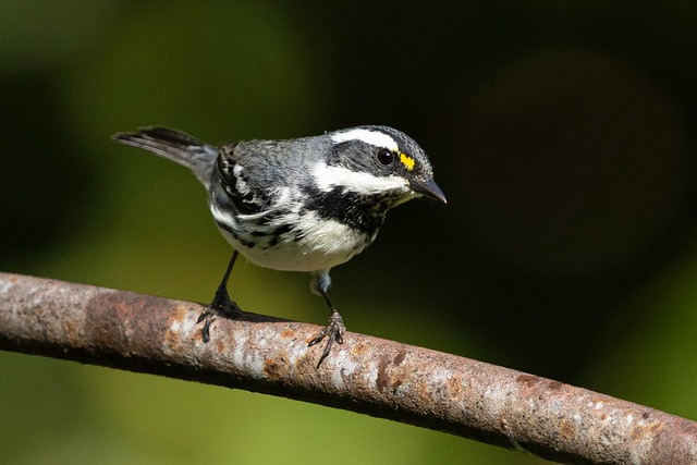Black-throated Gray Warbler (R52_4641-2-1)