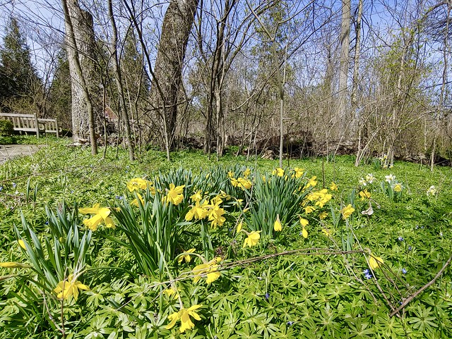 Daffodil patch