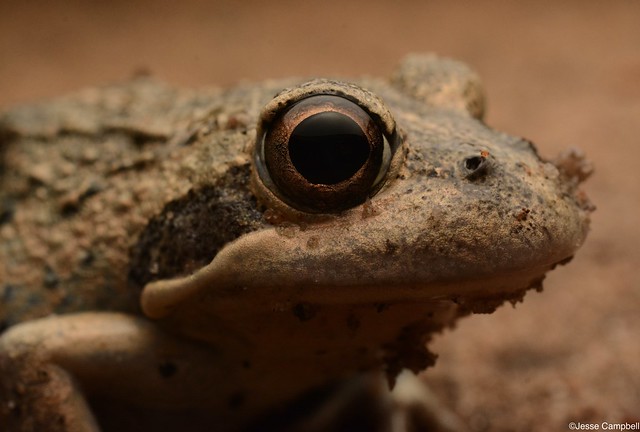 Eastern Banjo Frog (Limnodynastes dumerilii dumerilii). South-west Sydney, NSW