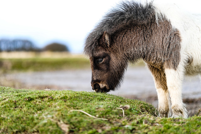 Lil' Dartmoor Pony [ Explore ]