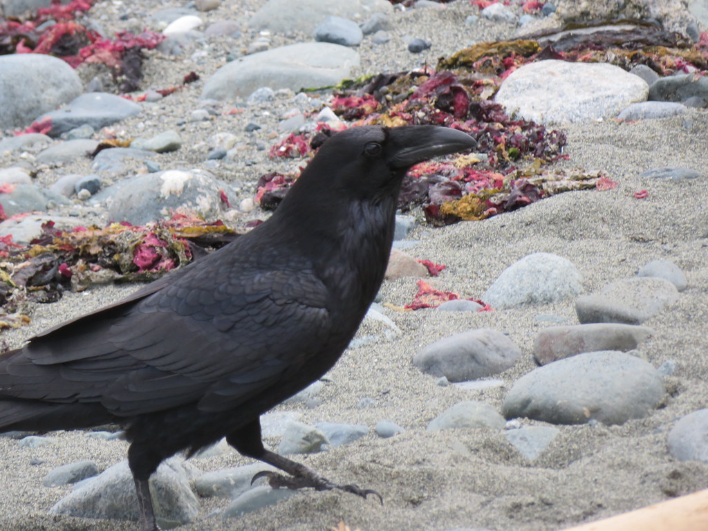 Raven on the beach