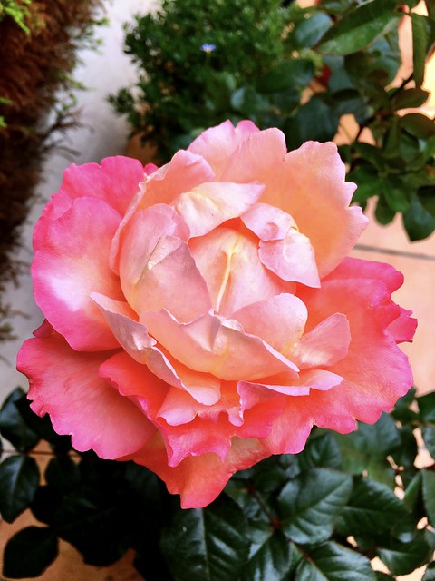 Gran Canaria - Rose