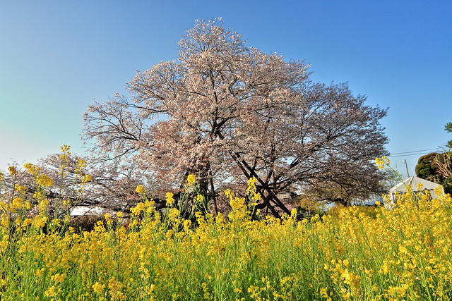Sakura and canola flower