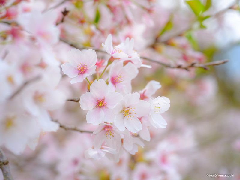 Cherry Blossom Color