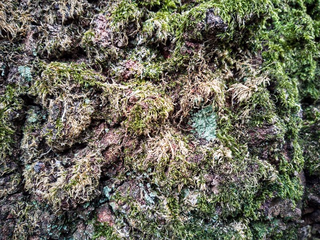 Mossy oak trunk