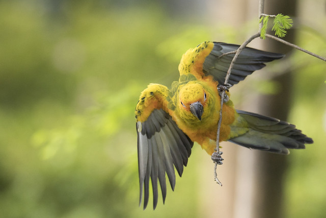 金太陽錐尾鸚鵡