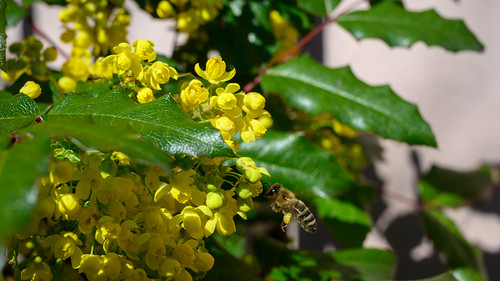 spring blossoms | by manni0656